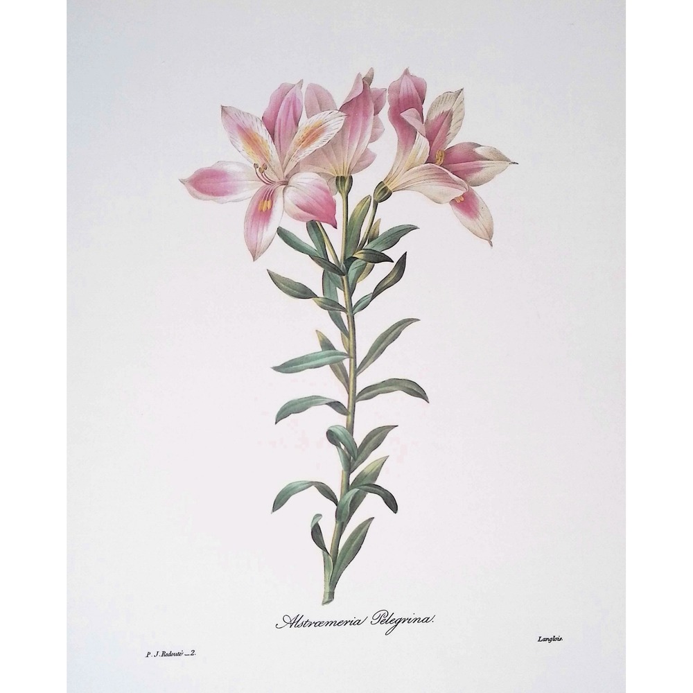 Alstroemeria Pelegrina Redoute Botanical Flower Print Pink Lily Vintage Wall Art